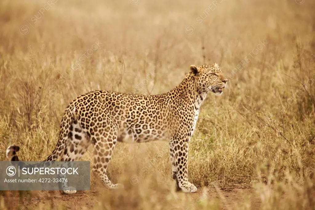 Tanzania, Serengeti. A leopard boldly stands in the long grasses near Seronera.
