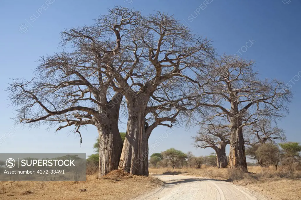 Tanzania, Tarangire. A road runs underneath the branches of massive baobab trees, for which Tarangire is famous.