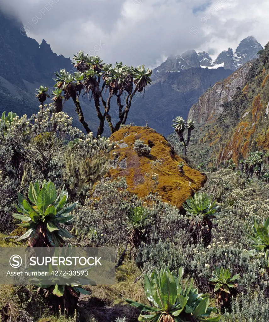 On a high mountain pass close to Lake Bujuku, tree Senecios, or Giant Groundsels, everlasting flowers and moss grow against a backdrop of snow capped Mount Stanley, the highest mountain of the Rwenzori Range.