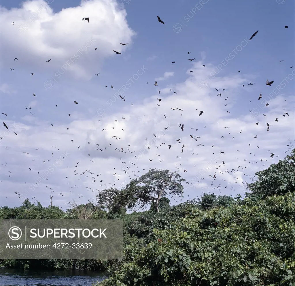 In the late afternoon, a large colony of fruit bats (Megachiroptera) circles above the Victoria Nile near Jinja.