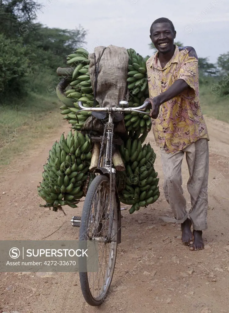 Bananas are grown everywhere in Uganda. Originally native to Southeast Asia, there are now more banana and plantain varieties in the Great Lakes Region of Central Africa than any other place of the world. Green bananas cooked like potatoes and known as matoke are Uganda's national dish. Farmers take them to market on reinforced bicycles as many as five heavy bunches at a time.