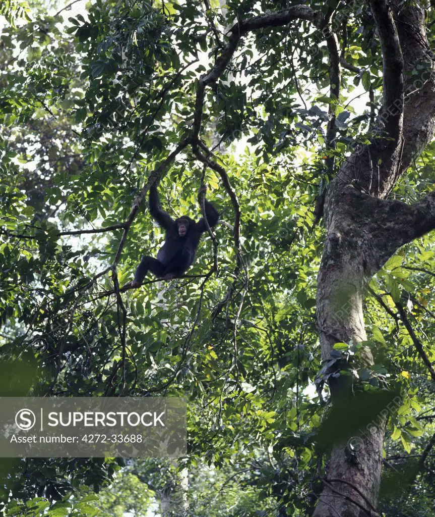 A chimpanzee swings in the forest canopy of the Kyambura Gorge, a small but beautiful forested area at the base of the Rift Valley escarpment south of Lake George.