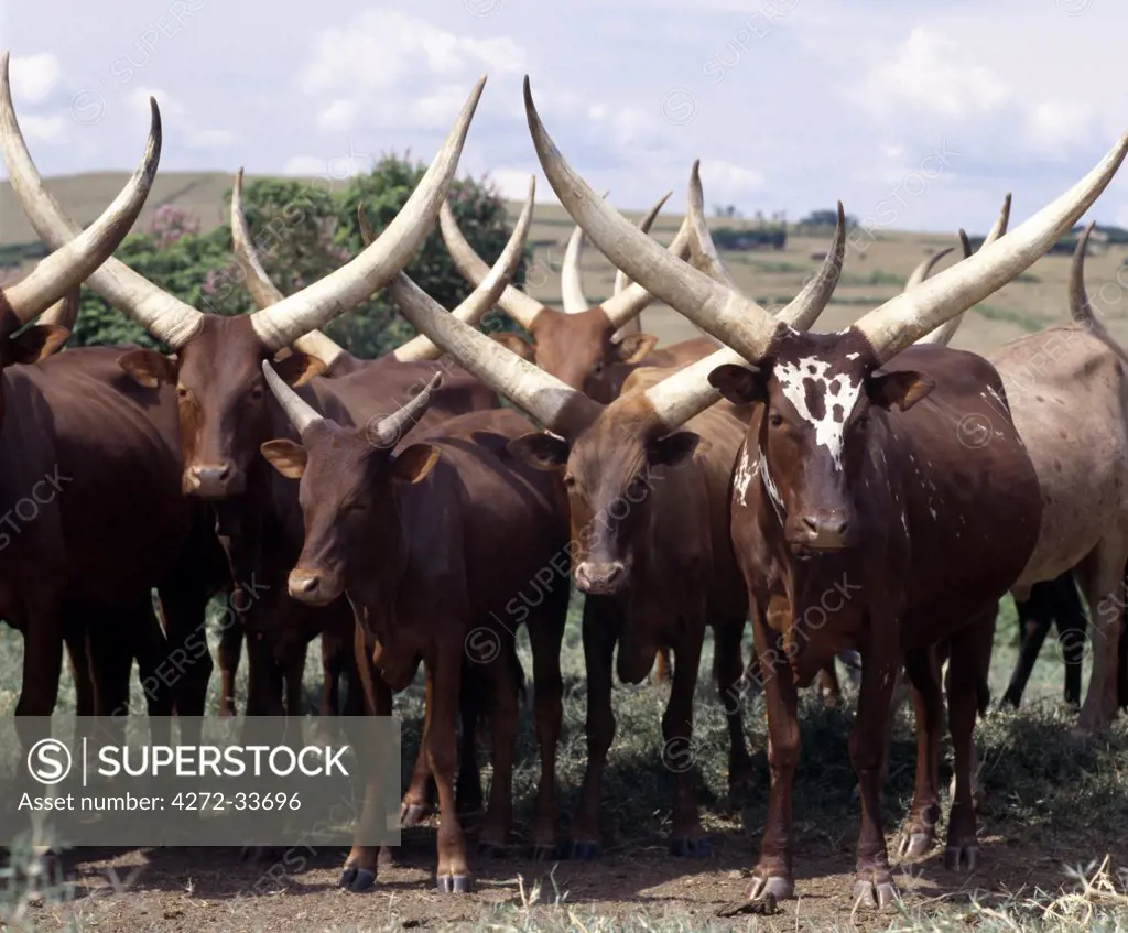 Long-horned Ankole cattle are prized among the people of southwest Uganda and Rwanda. They are an African taurine breed with origins dating back prior to the introduction of humped-back or zebu cattle into the Horn of Africa during the human invasions from Arabia in the seventh century BC.