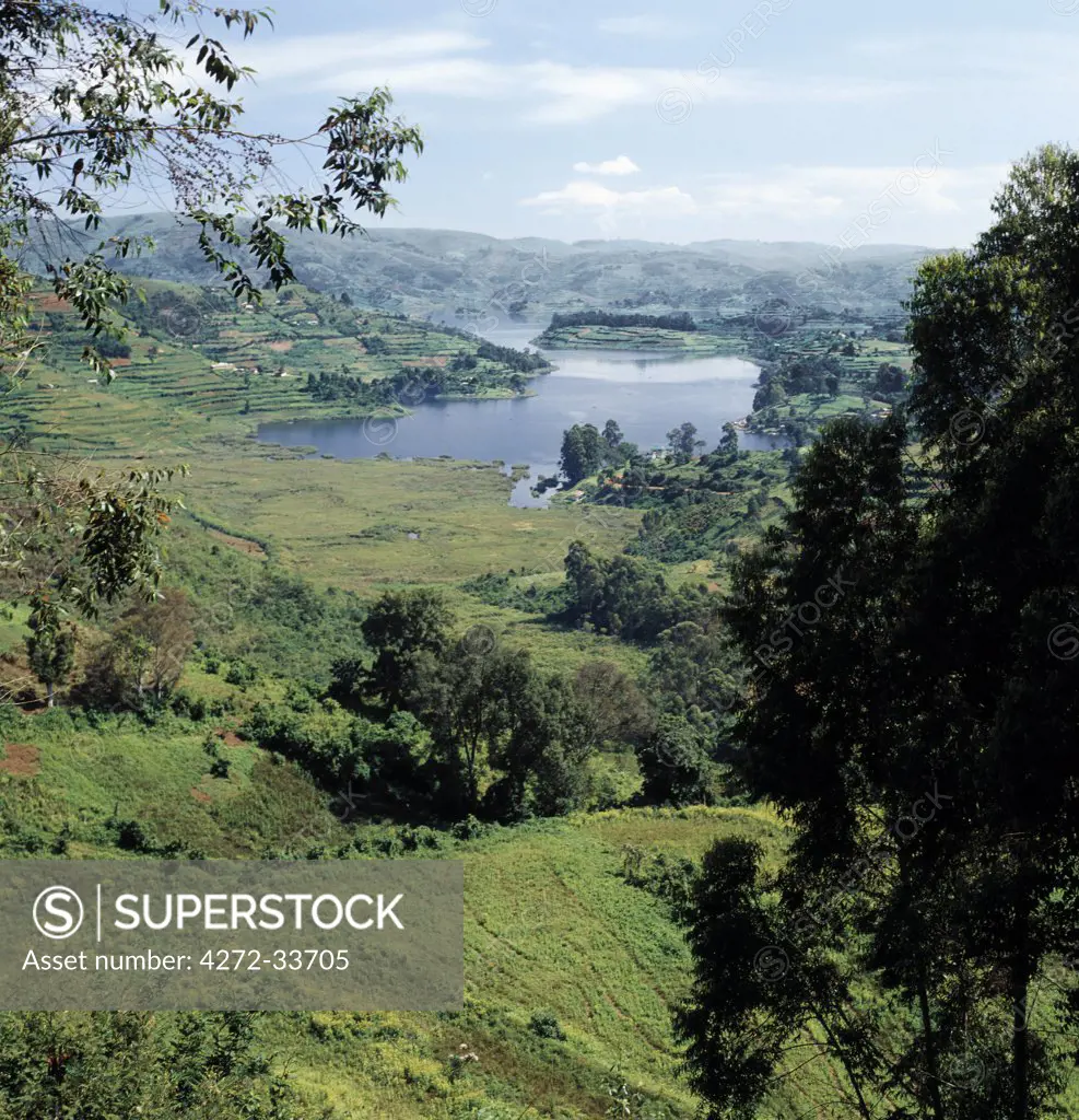 Lake Bunyonyi lies 6,474 feet above sea level, and is long, narrow and deep.  It has a beautiful setting among the fertile volcanic hills of southwest Uganda. The land either side of the lake rises steeply from the water's edge and is intensively cultivated with terraces.
