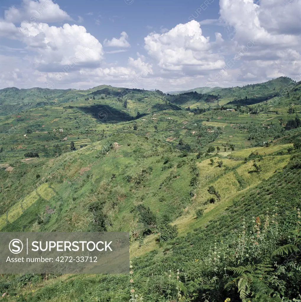 A densely populated, rich farming area surrounds the Bwindi Impenetrable Forest. The forest was under threat from encroachment and logging during the upheavals that took place in Uganda in the 1970's and 1980's, but is now protected.