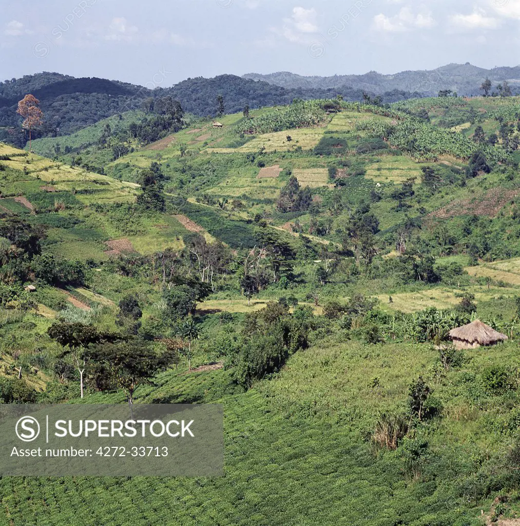 A densely populated, rich farming area surrounds the Bwindi Impenetrable Forest. It is now one of Uganda's most important tea-growing area.,The Bwindi forest was under threat from encroachment and logging during the upheavals that took place in Uganda in the 1970's and 1980's, but is now protected.
