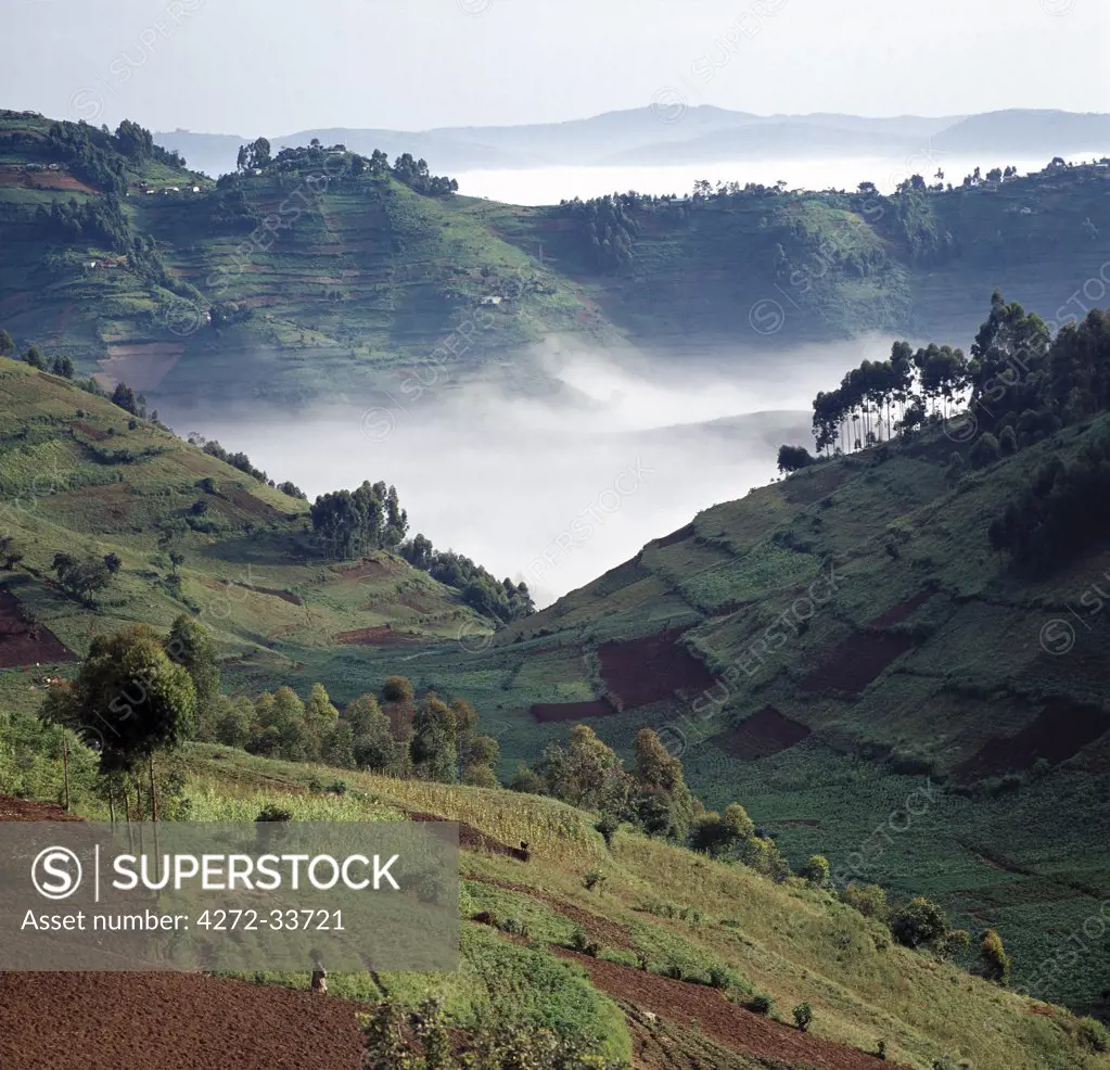 Mist hugs the bottom of a valley in the early morning.The beautiful hill-country of Southwest Uganda and Rwanda supports one of the highest human population densities in Africa.  Consequently, every square inch of this fertile volcanic land is tilled and crudely terraced on steep hill slopes to prevent erosion. Blessed with good rainfall, almost every conceivable crop is grown.