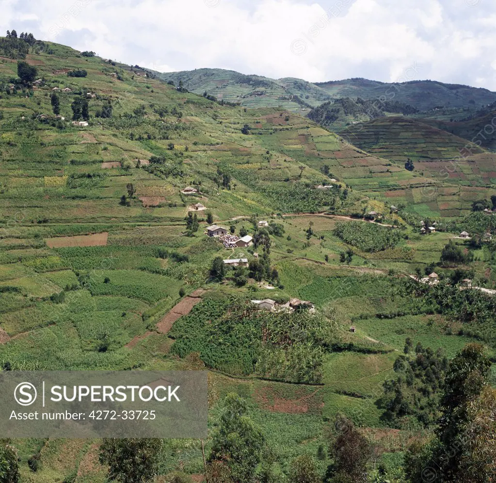The beautiful hill-country of Southwest Uganda and Rwanda supports one of the highest human population densities in Africa.  Consequently, every square inch of this fertile volcanic land is tilled and crudely terraced on steep hill slopes to prevent erosion. Blessed with good rainfall, almost every conceivable crop is grown.