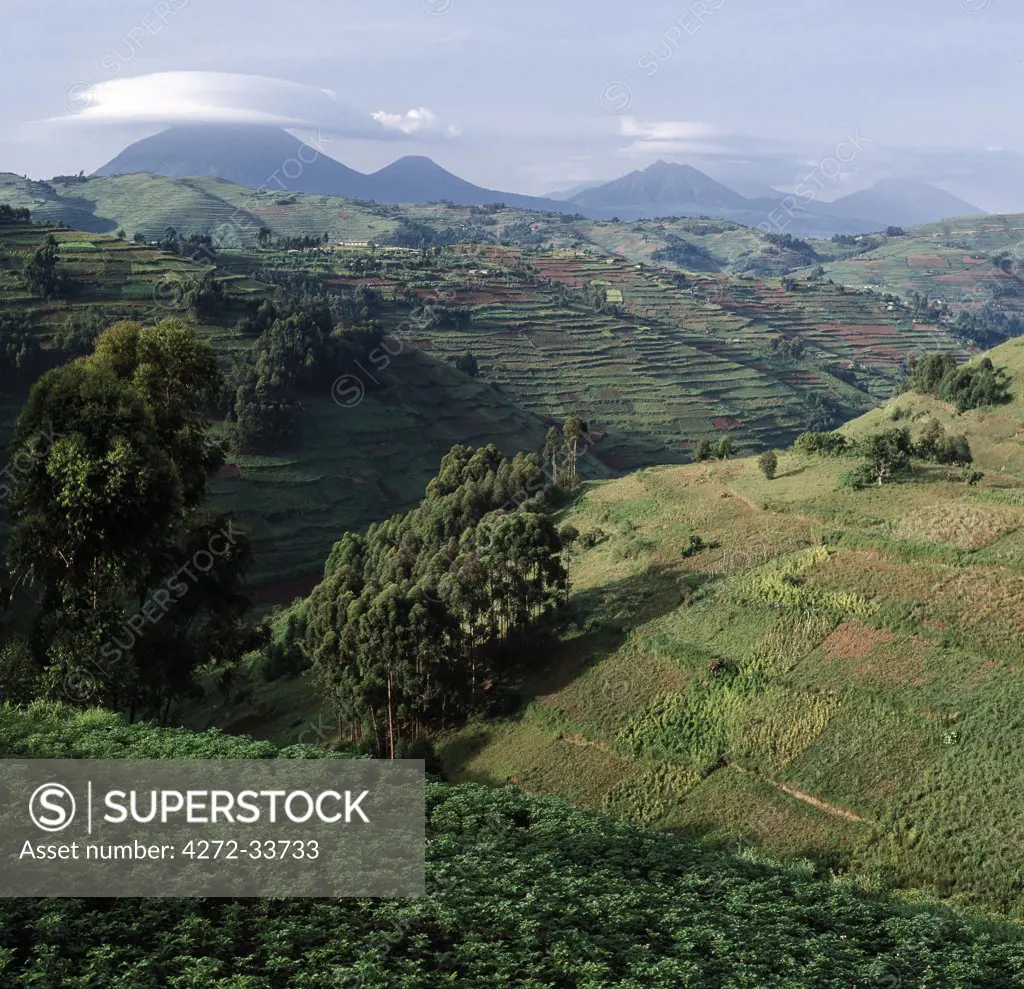 The beautiful hill country of Southwest Uganda and Rwanda supports one of the highest human population densities in Africa.  Consequently, every square inch of this fertile volcanic land is tilled and crudely terraced on steep hill slopes to prevent erosion. Blessed with good rainfall, almost every conceivable crop is grown.