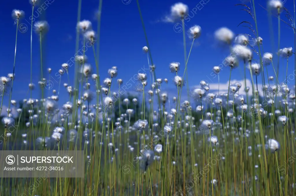 Cotton Grass, Susitna River