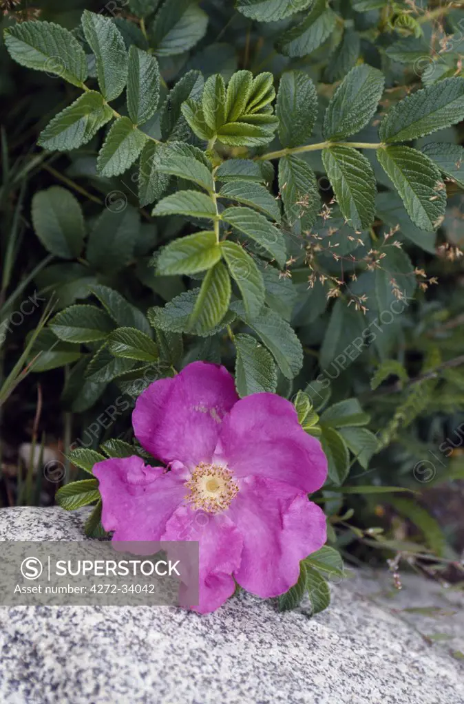 Prickly Rose (Rosa acicularis)