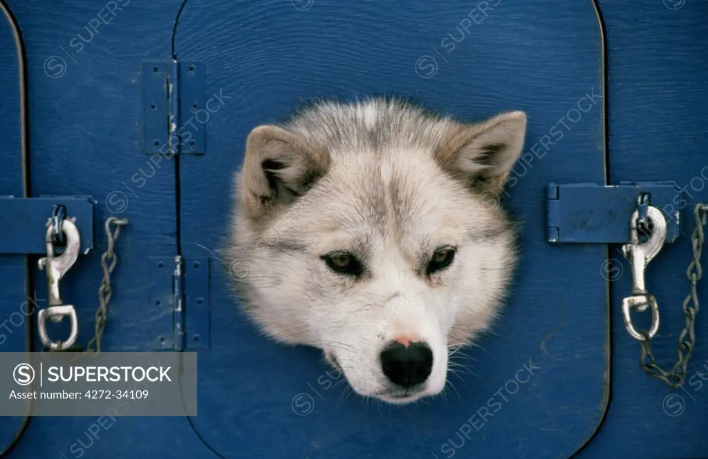 A husky looks out of its mobile kennel at the start of the Iditarod Race, Alaska, USA