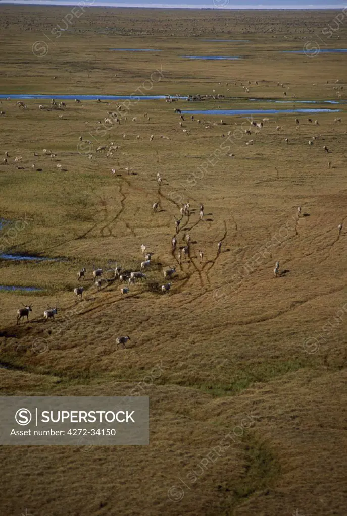 USA, Alaska, Arctic National Wildlife Refuge. Vast herds of caribou (Rangifer tarandus) feed on the tundra and muskeg of the North Slope