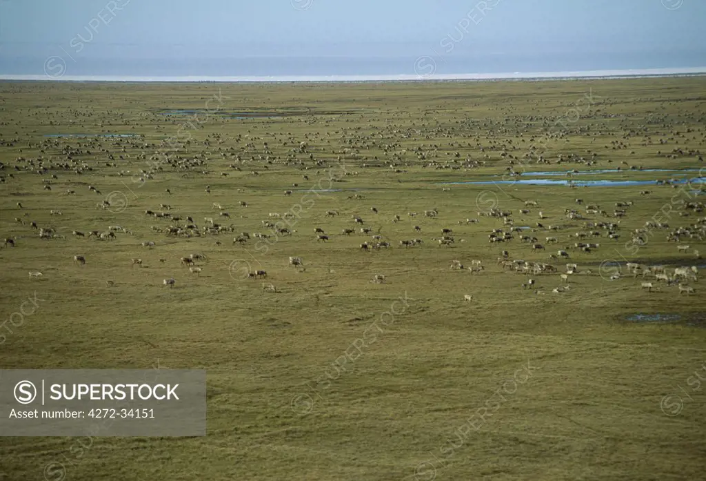 Vast herds of caribou (Rangifer tarandus) feed on the tundra and muskeg of the North Slope