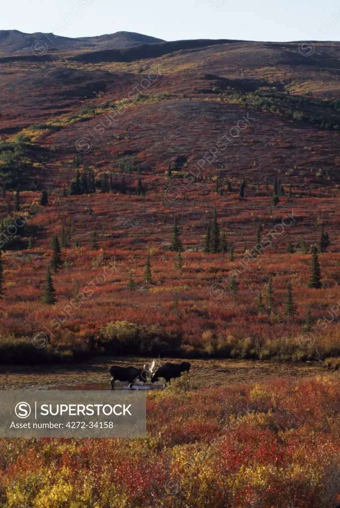 Two bull moose (Alces Alces) rutting in Denali National Park, it is Autumn when their antlers are at their peak.
