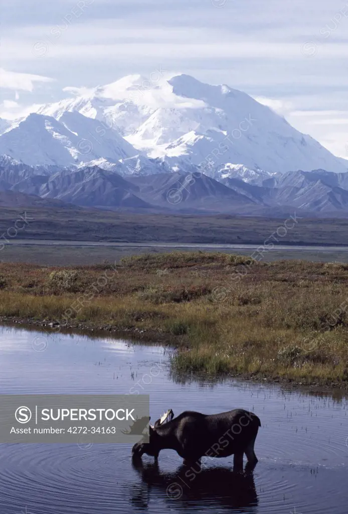 A bull moose (Alces Alces) wades in front of Mount McKinley (20,320 ft), ranking as North America's highest mountain and boasting the greatest vertical rise of any mountain on the globe.