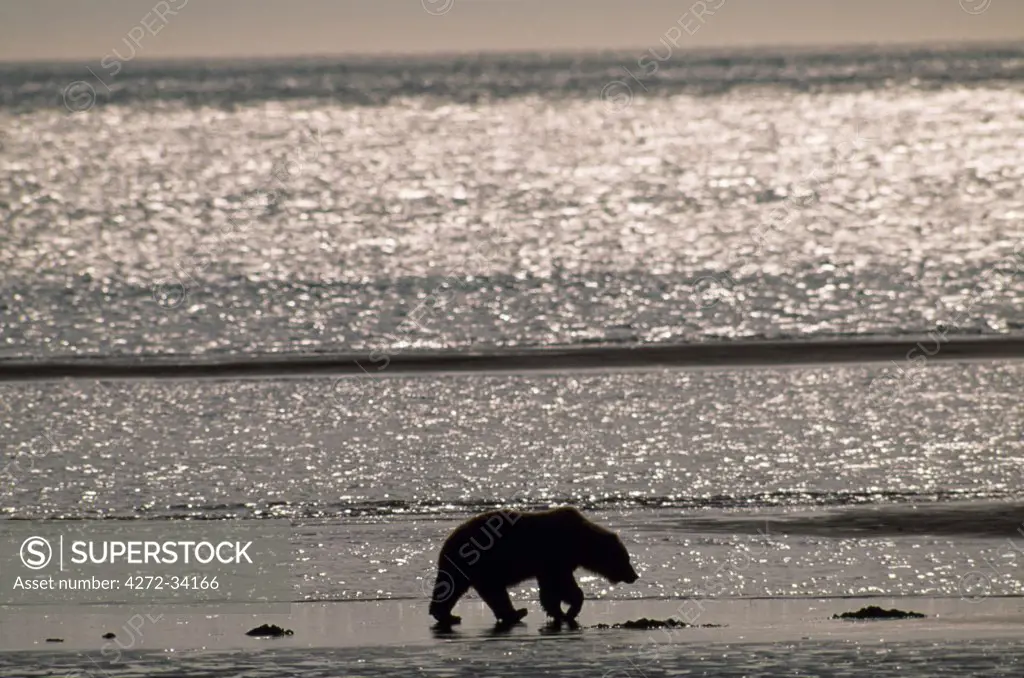 A brown bear (Ursus Arctos) paddles on the sea shore.  They can be identified by the shoulder hump and broad stubby face.  Also known as the grizzly or Kodiak bear. Alaska, USA