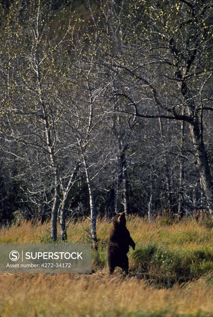 A brown bear (Ursus Arctos) standing up on its hind legs.  They can be identified by the shoulder hump and broad stubby face.  Also known as the grizzly or Kodiak bear.