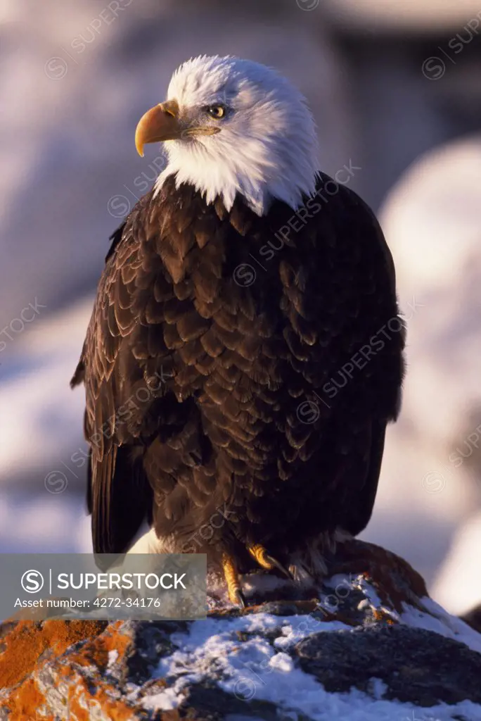A bald eagle (Haliaeetus leucocephalus) sitting on a rock.  The white feather hood gives them the appearence of being bald. Alaska, USA