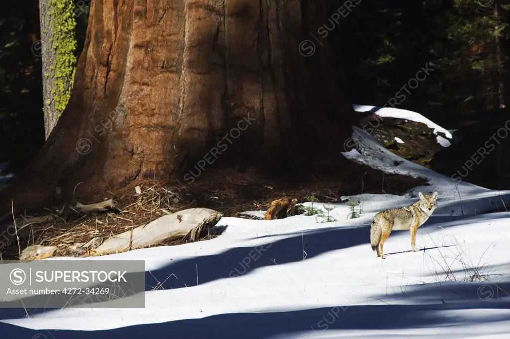 USA, California, Sequoia National Park. A coyote is dwarfed by a tall Sequoia tree trunk.