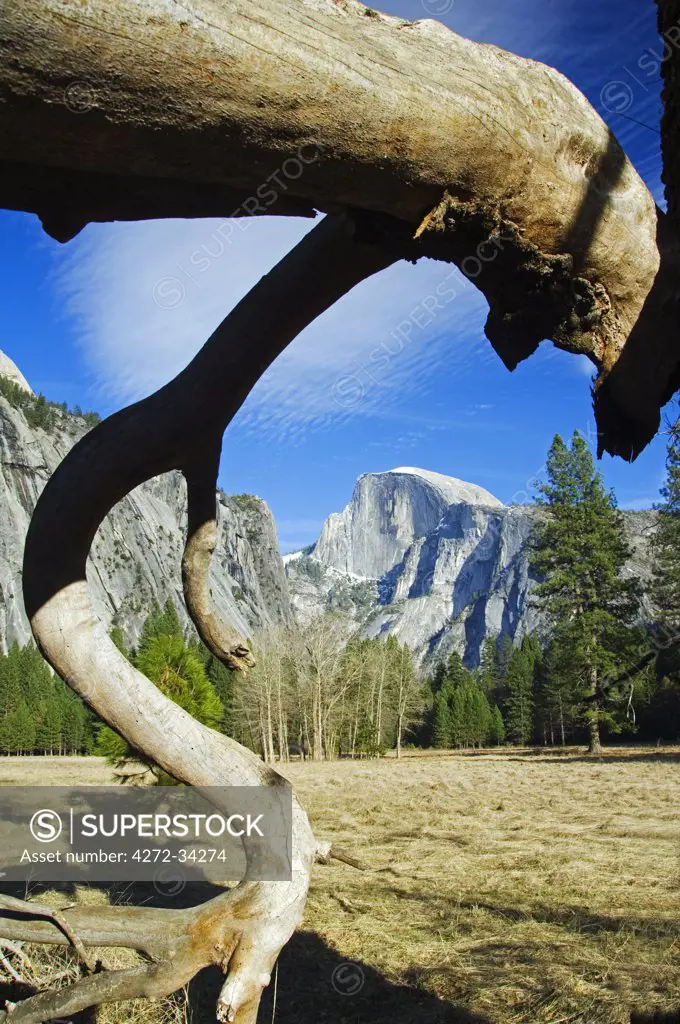 USA, California, Yosemite National Park. Granite wall of Half Dome peak behind unusual shaped tree.