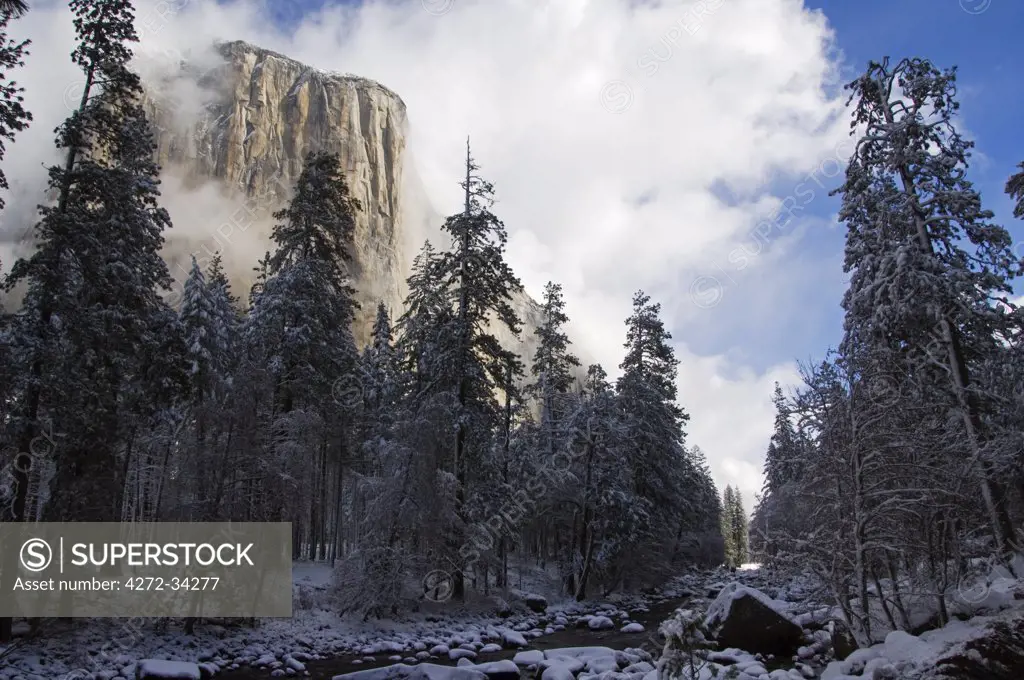 USA, California, Yosemite National Park. Fresh snow fall on El Capitan in Yosemite Valley.