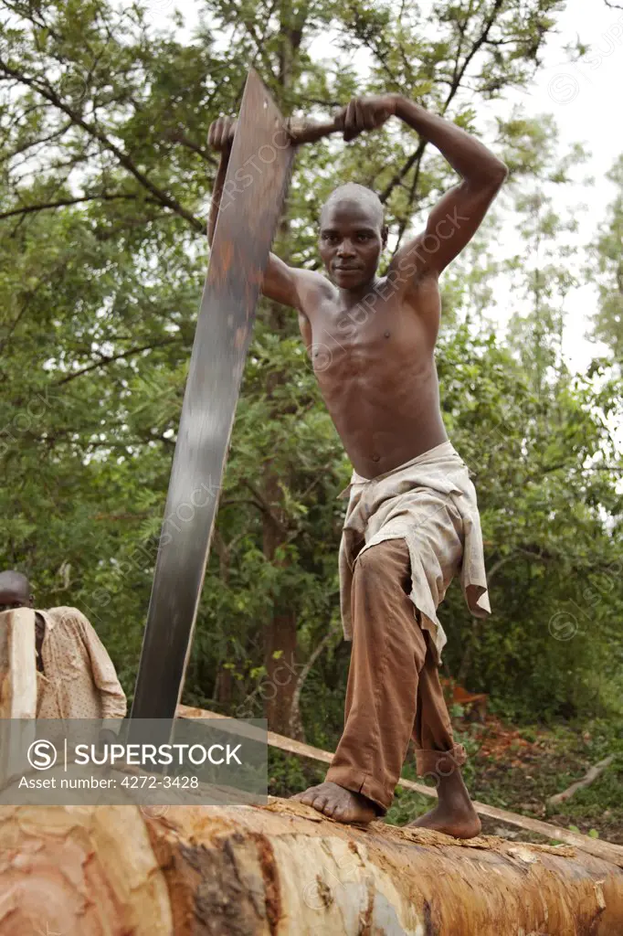 Burundi. A man cuts a tree into planks in a traditional sawpit.