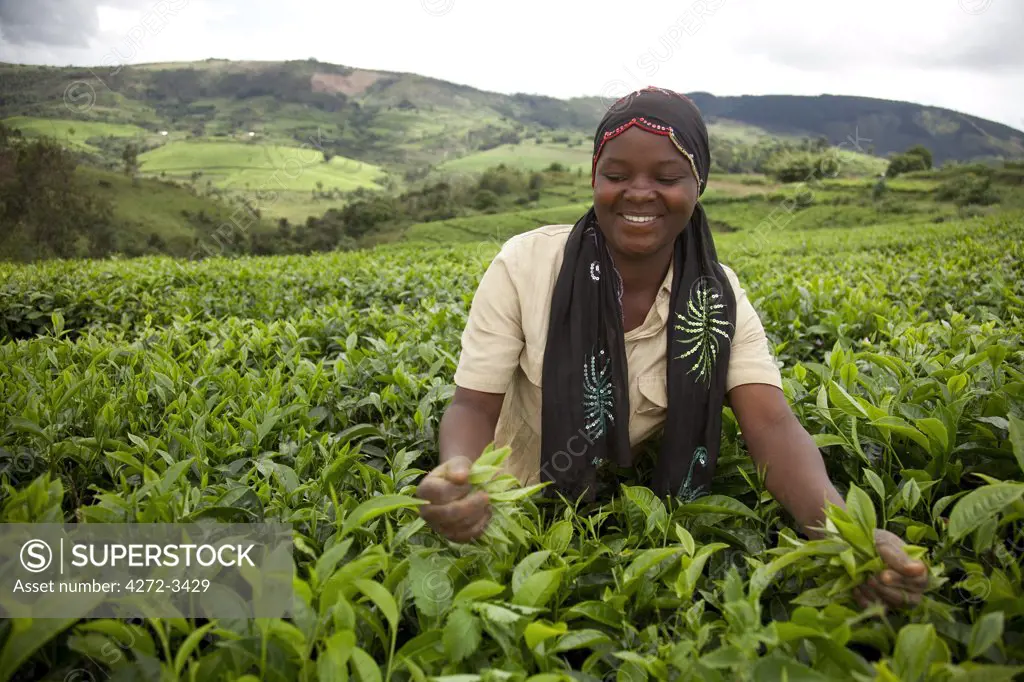 Burundi. A lady picks tea on a large tea estate.