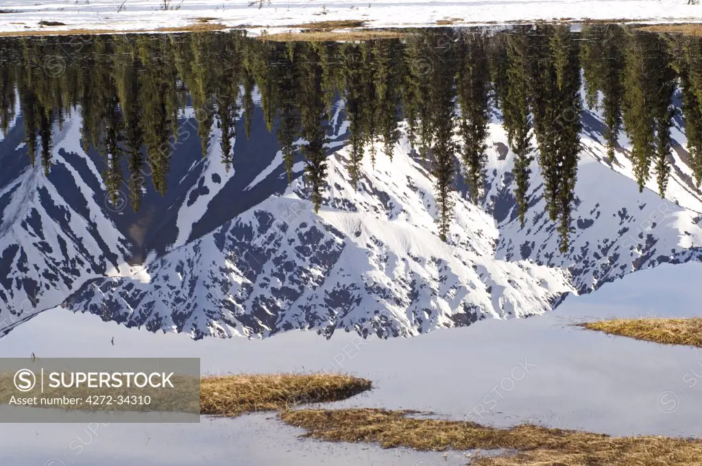 USA, Alaska. Mountains of the Alaska range reflected in the still surface of a lake.