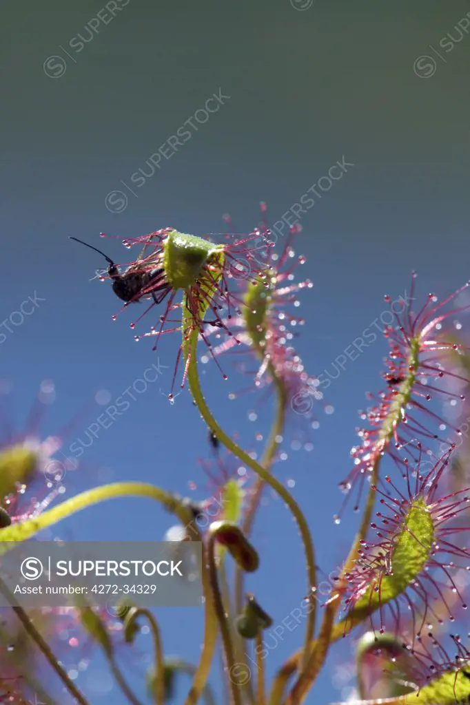 USA, Alaska. A Long-Leaved Sundew is a plant which grows in bogs and is carnivorous. Sticky hairs on the leaves catch and trap insects. The leaf will curl around the insect, and the plant consumes the insect as a nutritional source.