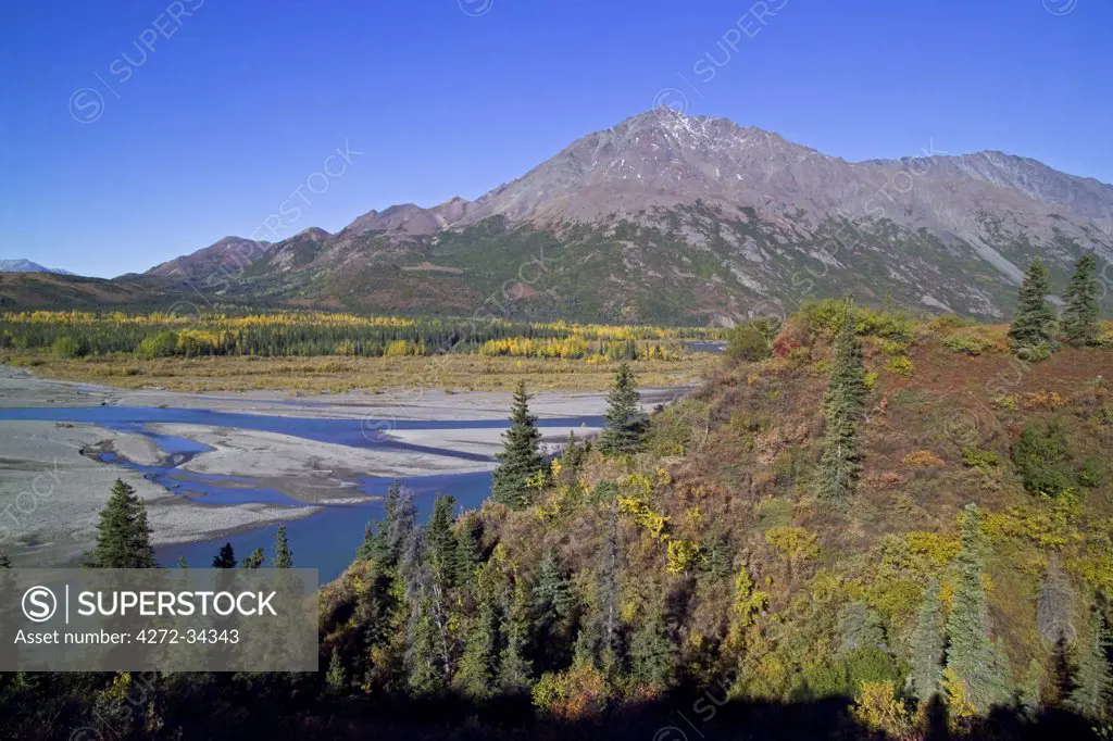 USA, Alaska. Autumn colours blaze in the tundra along the Nenana River. Looking towards Broad Pass from a point between Cantwell and Denali Park. Orange bushes are Dwarf Birch (Betula nana). Yellow bushes are willows (Salix species).