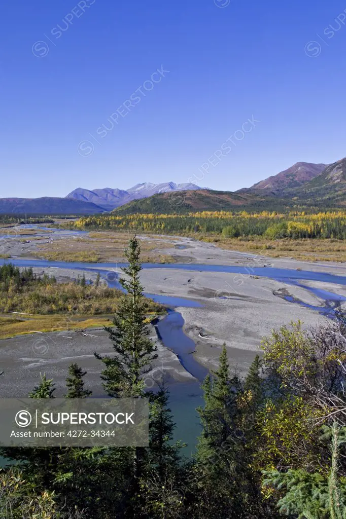 USA, Alaska. Autumn colours blaze in the tundra along the Nenana River. Looking towards Broad Pass from a point between Cantwell and Denali Park. Orange bushes are Dwarf Birch (Betula nana). Yellow bushes are willows (Salix species).