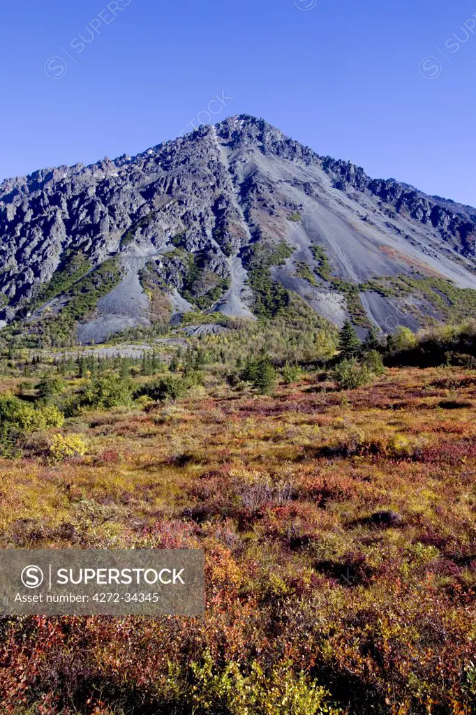 USA, Alaska. Autumn colours blaze in the tundra along the Nenana River. Panorama mountain is between Cantwell and Denali Park. Orange bushes are Dwarf Birch (Betula nana). Yellow bushes are willows (Salix species).
