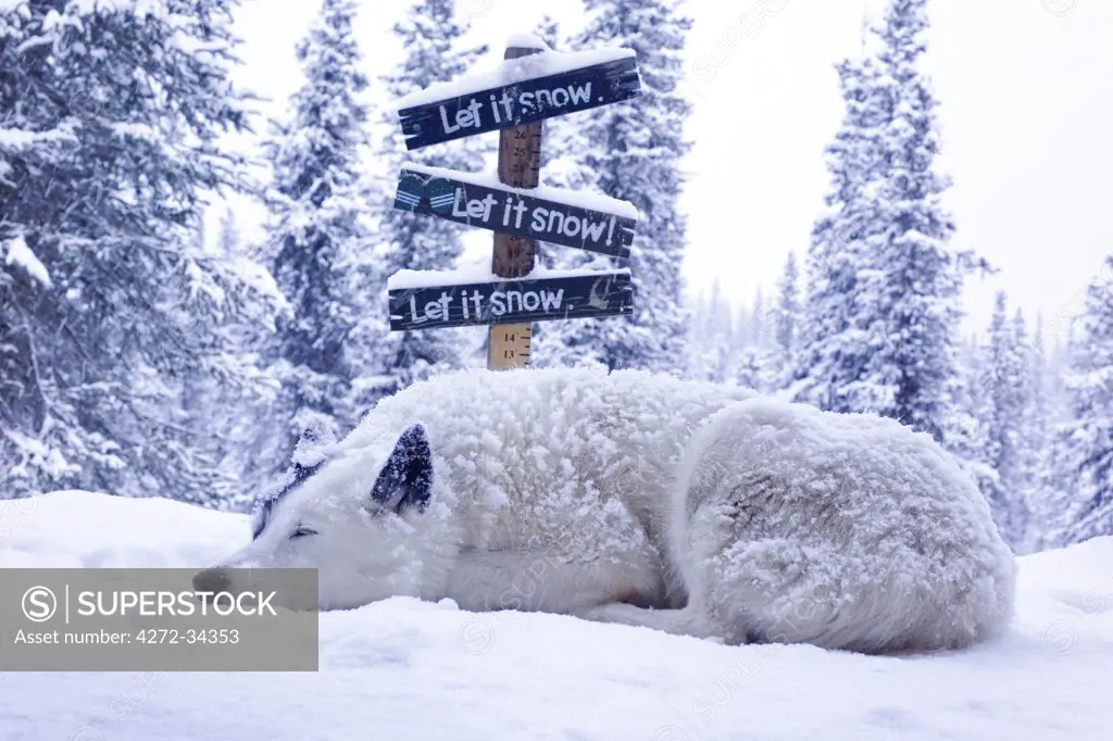 USA, Alaska. Spud the dog enjoys an autumn snow storm in the Alaska Range in South-Central Alaska.