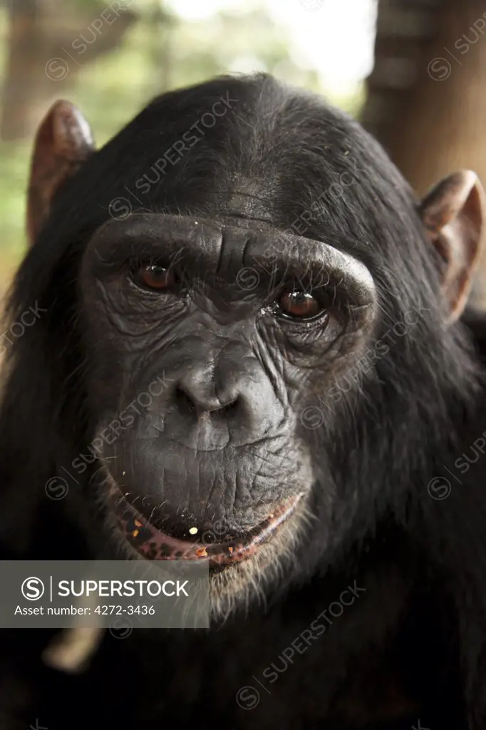 Bujumbura, Burundi. A chimpanzee poses for the camera at the city zoo.