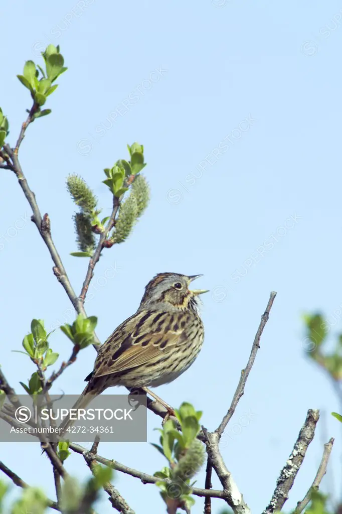USA, Alaska. Lincoln's Sparrow ( Melospiza lincolnii) sings during spring mating season at the Alaganik Slough parking area, Copper River Delta, near Cordova, Alaska.