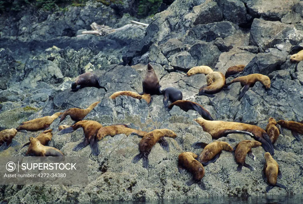 USA, Alaska, Admiralty Island. Steller sea lions (Eumetopias jubatus) on the rocks of Admiralty Island in the Alexander Archipelago.