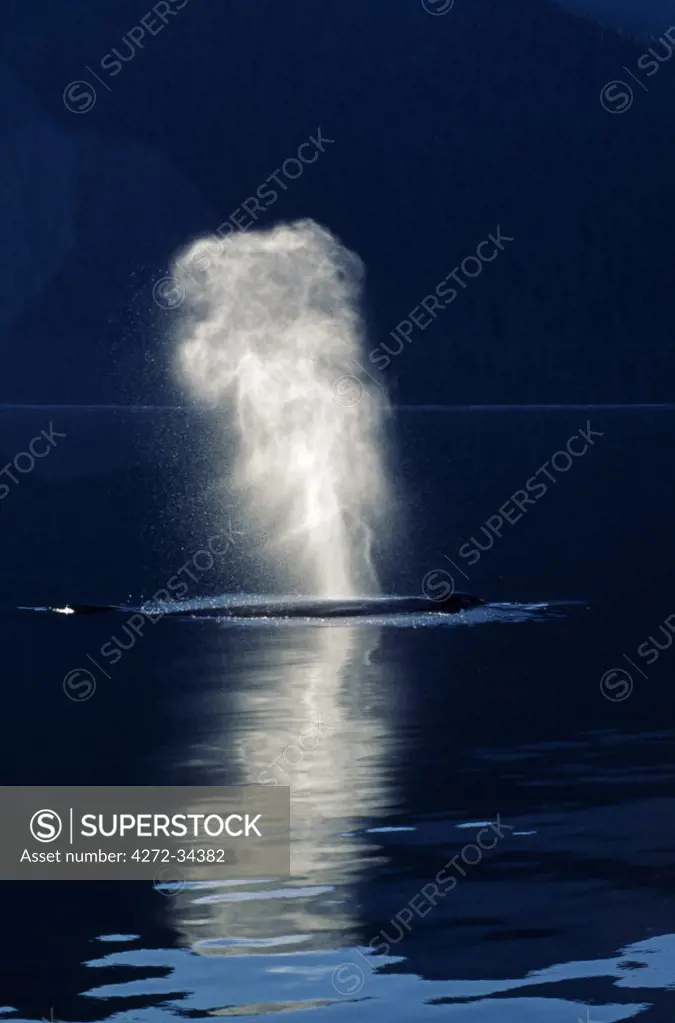 USA, Alaska, Frederick Sound. Humpback Whale (Megaptera novaeangliae) blowing & surfacing at night.