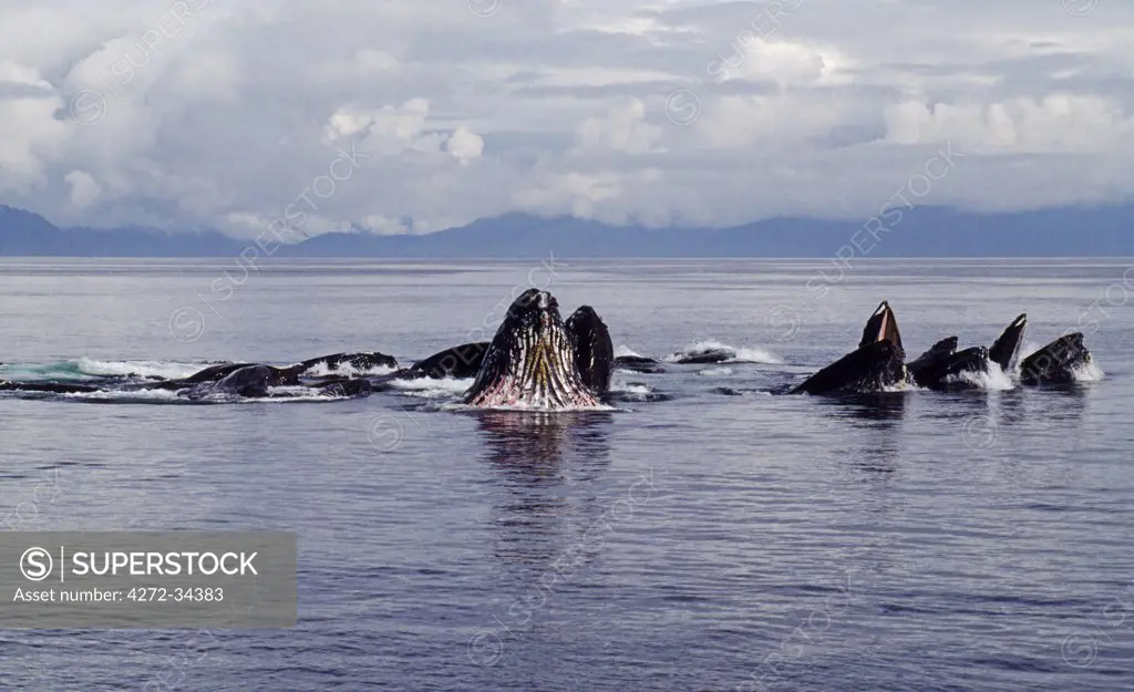 USA, Alaska, Frederick Sound. Humpback Whales (Megaptera novaeangliae) illustrating the bubble net feeding technique.