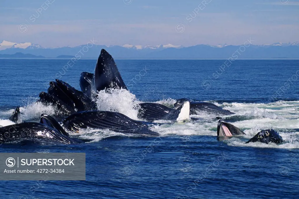 USA, Alaska, Frederick Sound. Humpback Whales (Megaptera novaeangliae) illustrating the bubble net feeding technique.