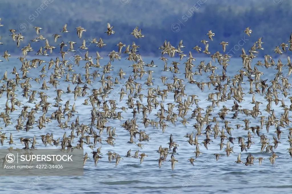USA, Alaska, Copper River Delta. Western Sandpipers (Calidris mauri) and Dunlin (Calidris alpina), in spring migration, stop to feed on the tidal flats of the Copper River Delta. Virtually the entire population of Western Sandpipers passes through the region during the springtime.