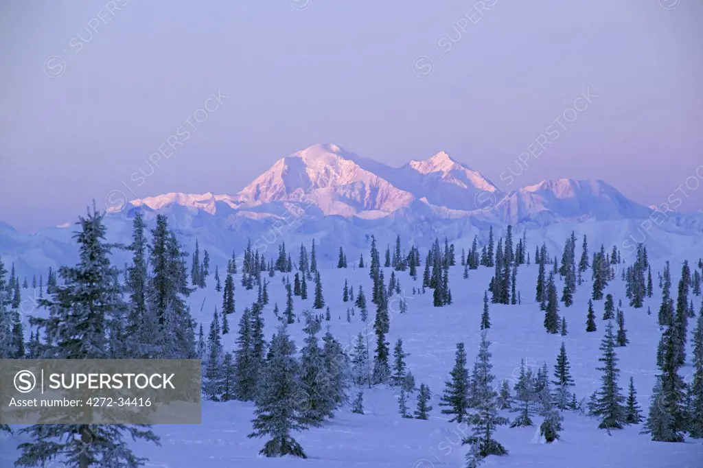 USA, Alaska. Sunrise January 26, 2005 on Mount McKinley as viewed from Broad Pass in the Alaska Range south of Cantwell. Mount McKinley is also known by the name Denali, and is the premier tourist attraction in the state of Alaska. The mountain is in the middle of Denali National Park.
