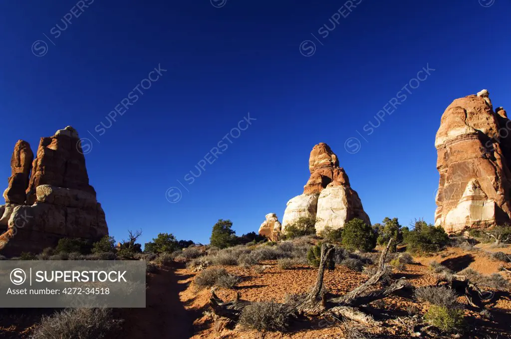 USA, Utah, Canyonlands National Park, Cedar Mesa Sandstone Spires in the Needles Region