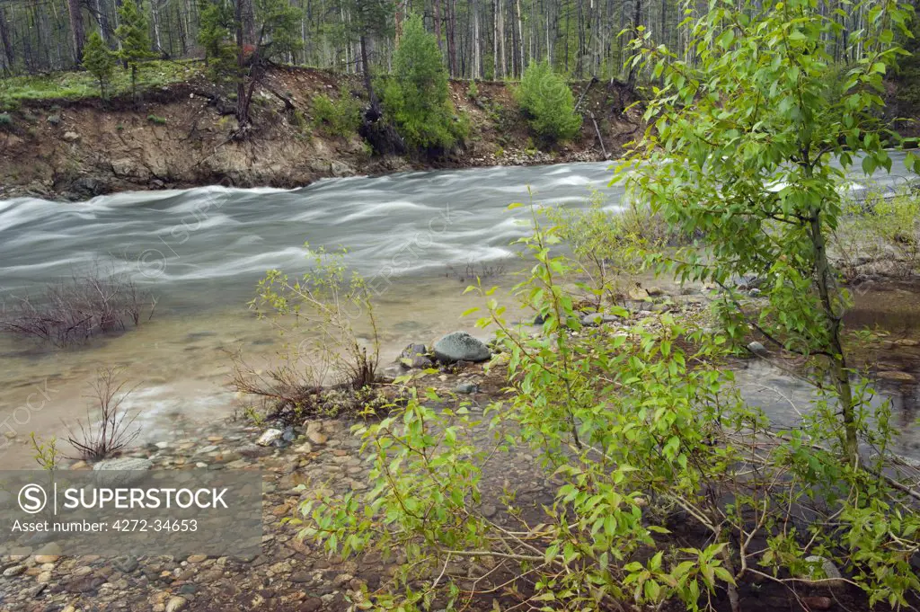 Middle Fork of the Salmon River at Indian Creek, Frank Church Wilderness, State of Idaho, U.S.A.