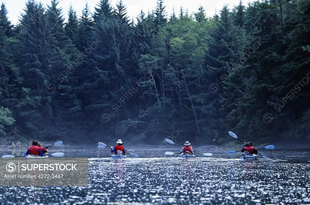 A group of sea kayakers explore an inlet in the maze of islands in Johnstone Strait, British Columbia