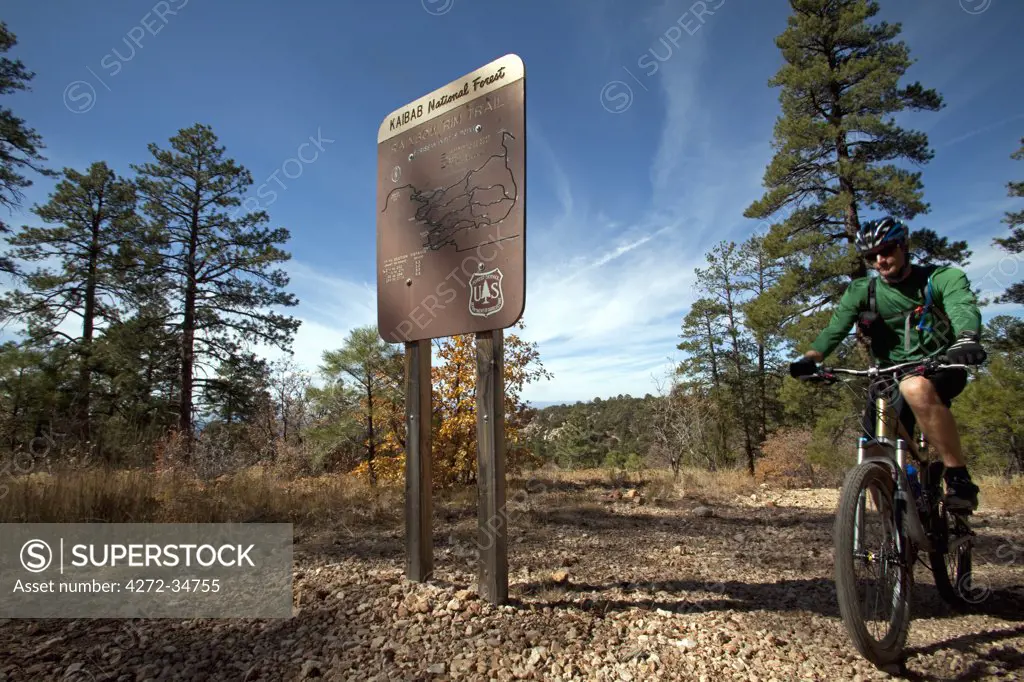 USA, Arizonia, Grand Canyon north rim, Kaibab National Forest.  The vast expanse of national park areas away from the main tourist areas of the Grand Canyon provide a mountain biker mecca (MR)