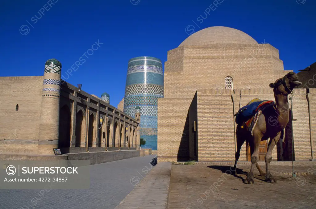 A camel stands tethered in the Ichan Kala, the old city of Khiva, with the Kalta Minaret behind.  Mohammed Amin Khan meant this to be the tallest building in the Muslim world.  Construction began in 1851 but after the khan died in 1855, his heir aborted the project.  Nonetheless it has some of the city's most extravagant tiling (heavily restored) in blue, white, red and Khiva's hallmark green.