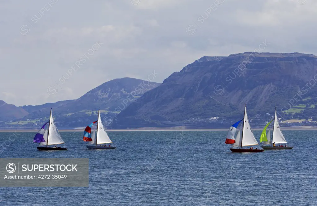 Wales, Anglesey, Beaumaris. Dinghies race during a regatta on the Menai Straits against the backdrop of the Snowdonia Mountains.
