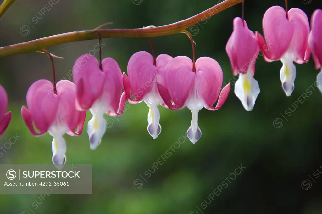 Wales, Wrexham. Erddig Hall - the delicate pink and white flowers of Dicentra spectabilis, The Bleeding Heart plant, in the garden at Erddig.