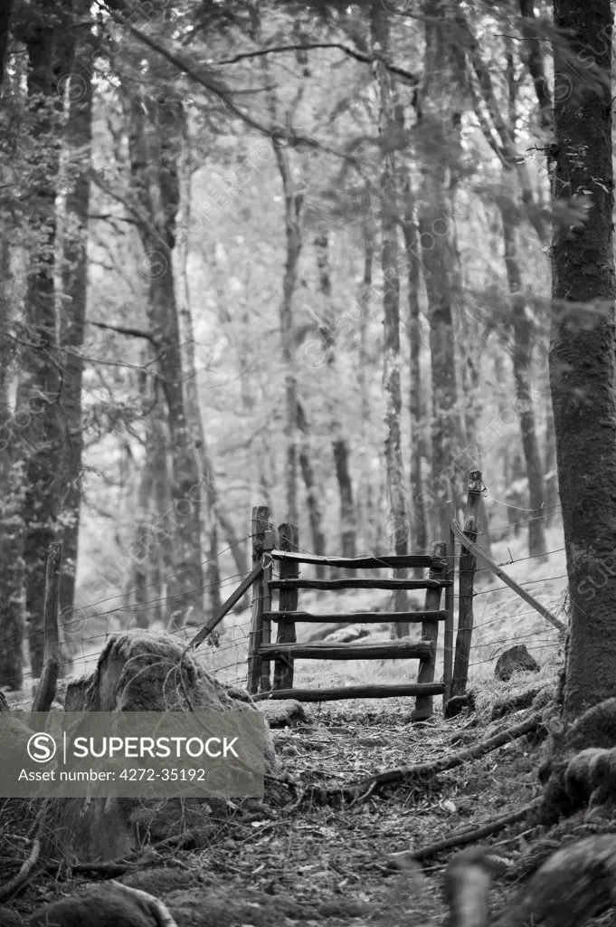 Wales, Conwy, Snowdonia.  A rustic gate across a path through the forest at Nantgywnant at the bottom of the  Watkin Path one of the routes up Snowdon.